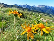 CORNO STELLA , panorami, monti, laghi, fiori, stambecchi-9lu25  - FOTOGALLERY